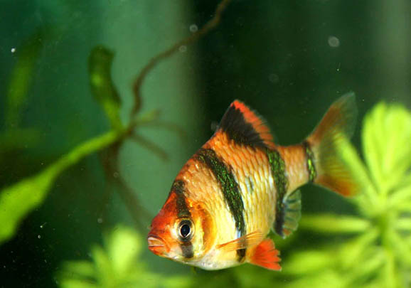 怎么讓養魚的水變清澈