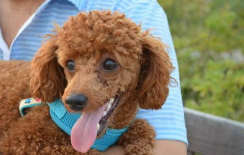 黑色迷你貴賓犬圖片