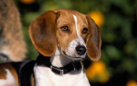 卡斯羅犬為什么要剪耳斷尾？