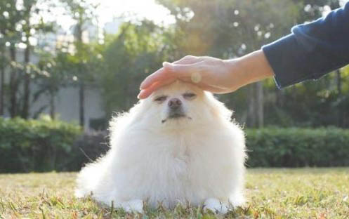 家里有狗蹦子怎么處理