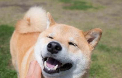 犬心保2斤幼犬用量