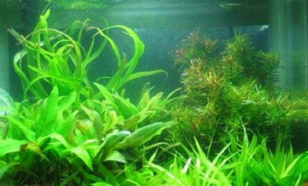 如何保持魚缸水質穩(wěn)定