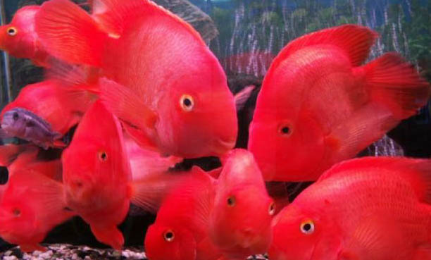 黑瑪麗魚公母能一起養嗎