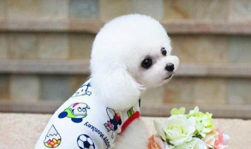 幼犬一天吃多少