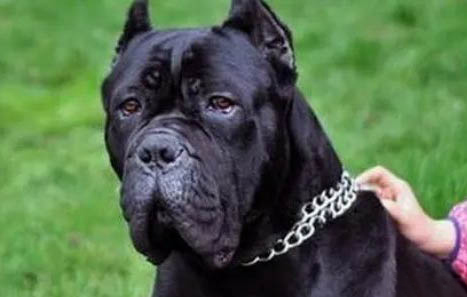 卡斯羅犬可以吃什么食物