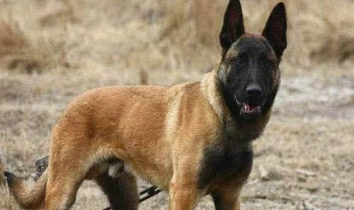 公犬發情期大概持續多久?