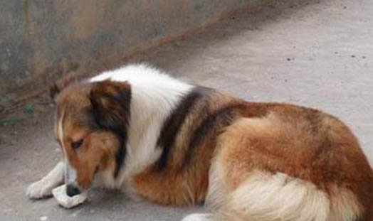 狗狗安樂死的藥在哪里買