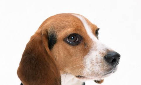 比格犬與巴吉度犬的區(qū)別