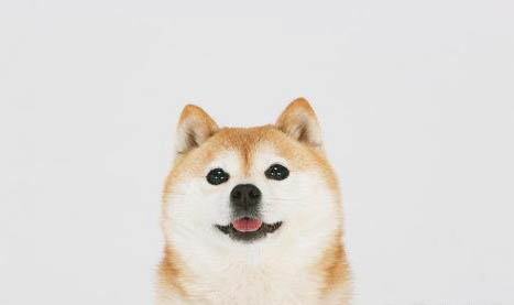 柴犬走丟可以認新主人嗎