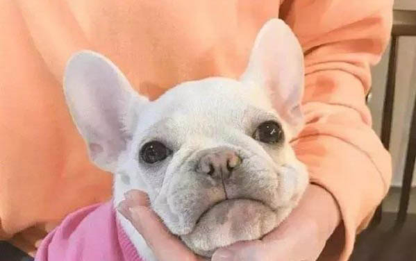 法國斗牛犬喜歡叫怎么解決