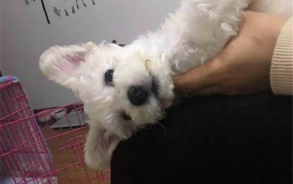 怎么教小狗大小便