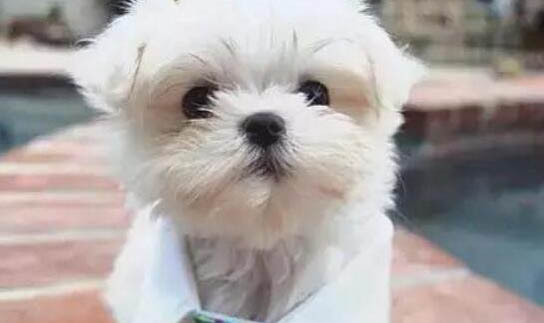 狗狗尿毒癥晚期能活多久