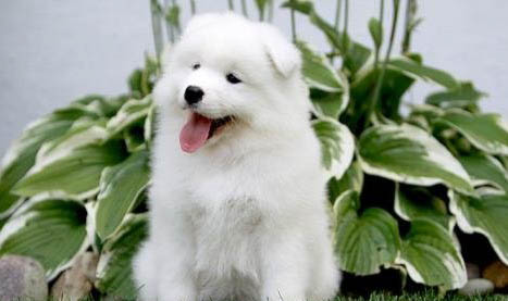 薩摩耶幼犬接回家之后要怎么打疫苗