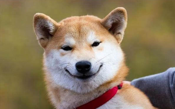 狗為什么喜歡吃屎？