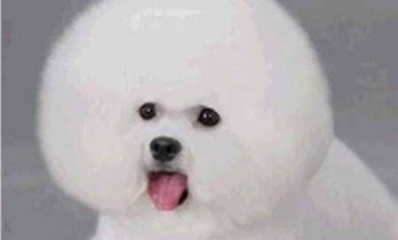 為什么狗狗洗完澡后很興奮