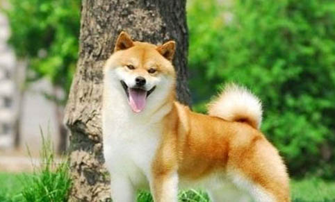 柴犬是否適合家庭養