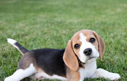 犬瘟潛伏期到死亡大概要多久