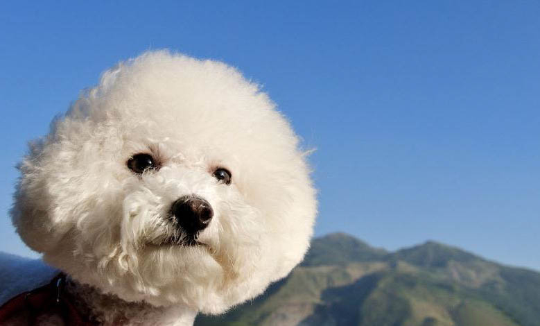 比熊犬有淚痕是怎么回事,如何改善比熊淚痕