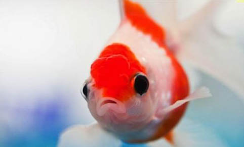 金魚互相咬怎么回事