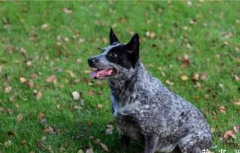 怎么治療澳大利亞牧牛犬感冒哮喘