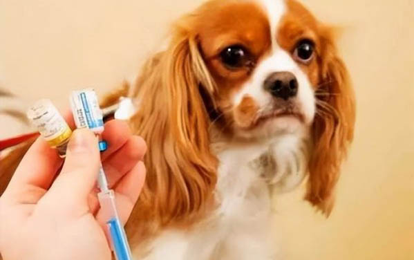 幼狗感冒了現在拉肚子怎么辦