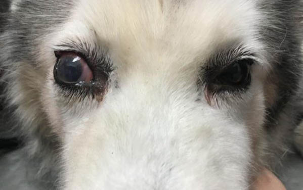 狗狗子宮蓄膿癥狀有哪些