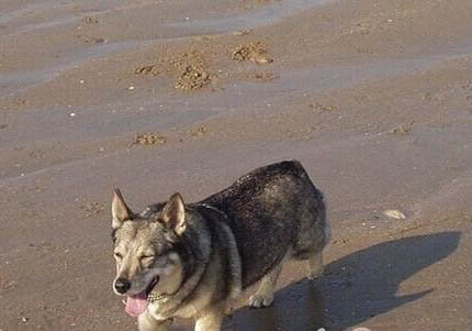 柯基犬多大立耳?