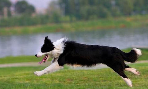邊境牧羊犬訓練方法