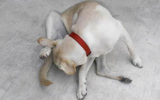 犬瘟持續多久才會出現發燒