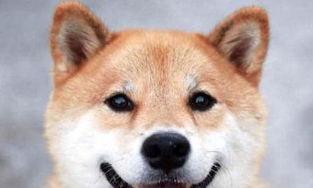 柴犬懷孕幾個月生