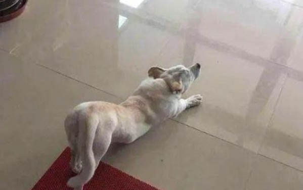 小狗為什么喜歡吃人屎