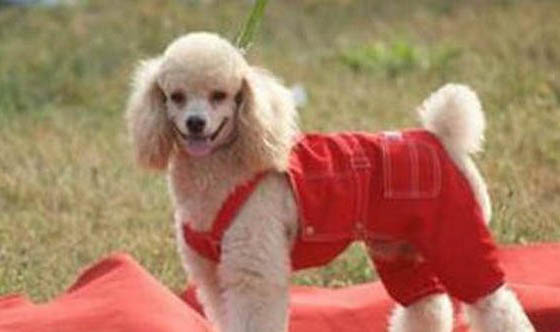 貴賓犬拉稀怎么辦
