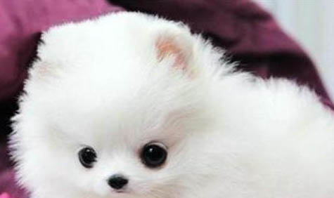 博美犬和泰迪哪個好