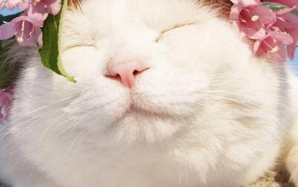 貓咪沒貓糧了給他吃什么應急