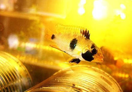 熊貓金魚壽命多少年