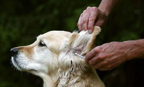 得犬瘟的狗會自愈嗎