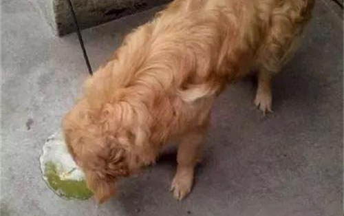 怎么教狗狗在尿墊上大小便