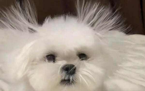 細小犬瘟可以活多久