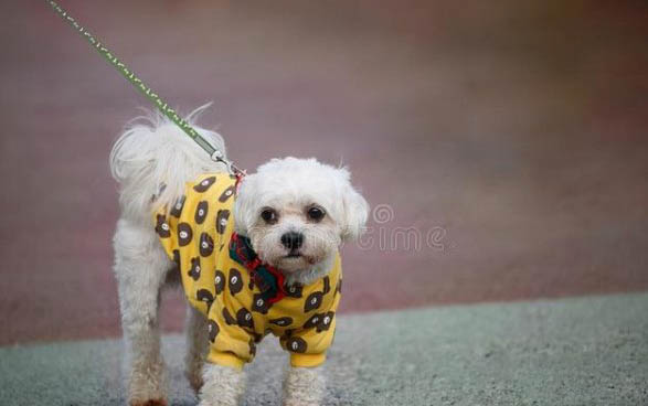 泰迪犬性格特點(diǎn)