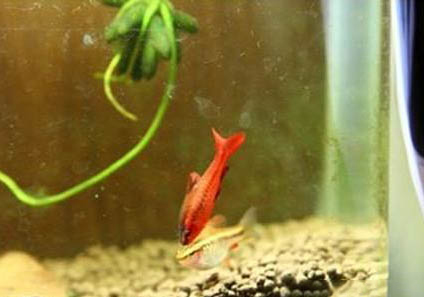 櫻桃燈魚多少錢一條?如同精靈耀眼魚缸
