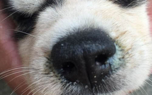 狗中暑會死嗎 狗中暑多久死亡