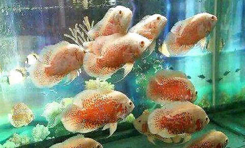 地圖魚不吃食怎么辦