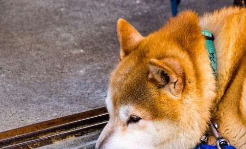 秋田犬和柴犬哪個好