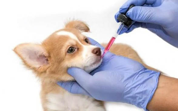 狗狗生寶寶間隔多久一個