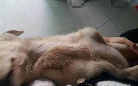 小金毛狗得了腸炎有哪些癥狀