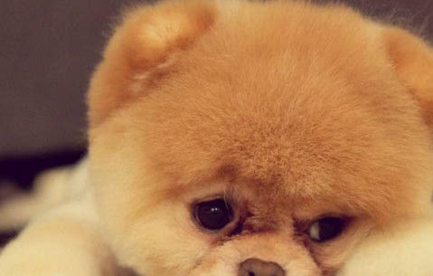 俊介犬長(zhǎng)大后的樣子