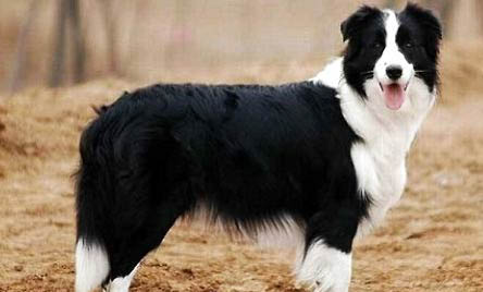 德國邊境牧羊犬幼犬價格多少一只?
