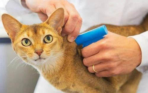 貓咪剖腹產后可以喂奶嗎