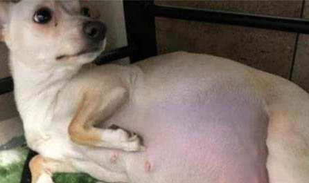 狗狗過敏大概多久有反映 狗狗過敏發生原因