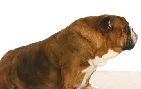 法國斗牛犬最便宜多少錢一只